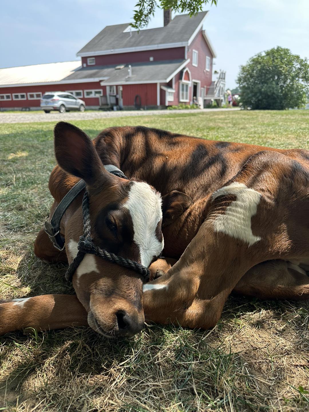 Smiling Hill Farm photo 7